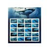 Sharks Stamps