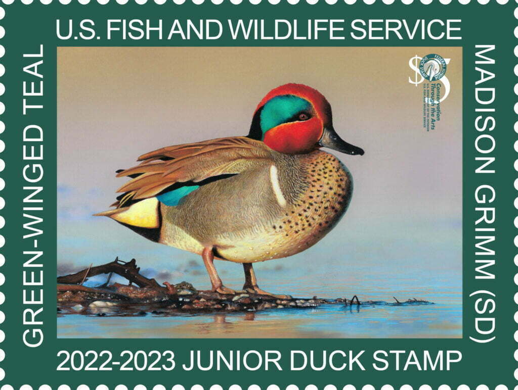 2022-2023 junior-duck-stamp Madison Grimm