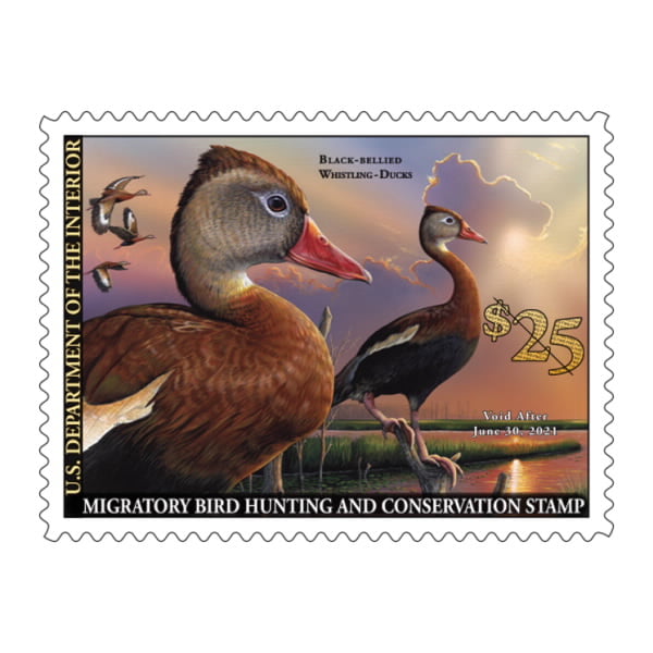 2020-2021 black bellied whistling Federal Duck Stamp