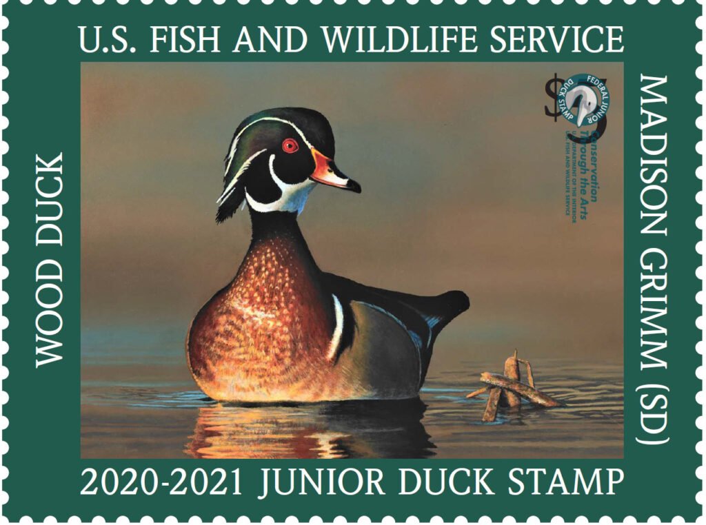 $5 Jr Duck Wood Duck Stamp 2020-2021