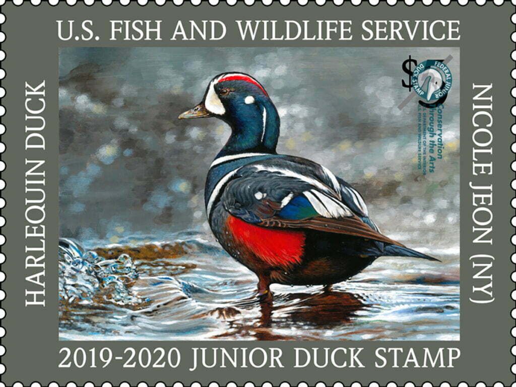 $5 Jr Duck Harlequin Stamp 2019-2020