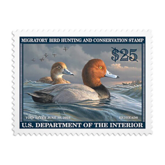 Redhead duck stamp 2022 2023 forever stamp store