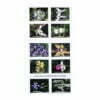 Wild Orchids Stamps