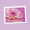 Dahlias Stamps